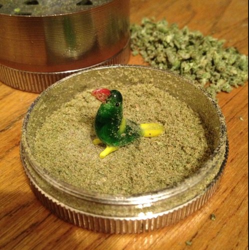 Just your average pothead