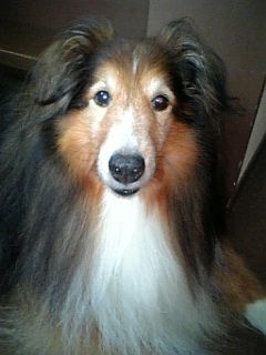 動物好きの只の暇人。ベース弾いたり時々ギター弾いたり。愛犬のベッドでもあります。シタツンガとかアザラシとかサメとか鳥類全般を眺めていたい。最近は犬とデグーとウサギとベタとオトシンクルスの下僕です。
無断転載禁止。Don't re-upload.