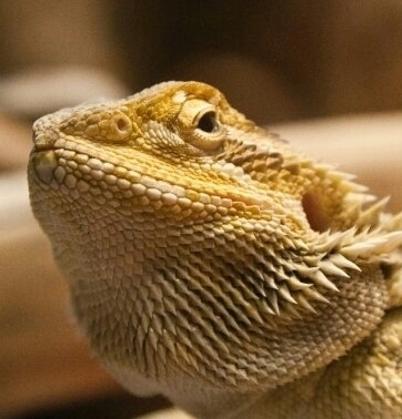 lazyloki88's profile picture. 