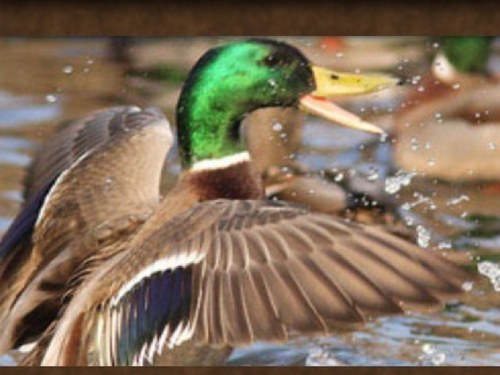 I love all hunting and new people! Send in yall your hunting Pictures!