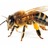 Mens_Alveare's profile image