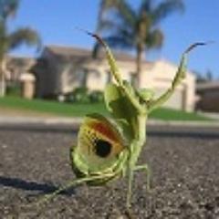 Junglefungus1's profile picture. 