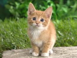Im a Cat ^.^ Meow. I am the only one in my Family that can speak english ^_^