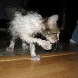im a catnipaholic and dogs can kiss my ass xx