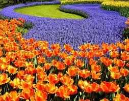 a1bangaloref's profile picture. Bangalore flowers delivery-send flowers to Bangalore from 4 florists outlets in Bangalore-quality flower delivery in Bangalore from registered trademark company