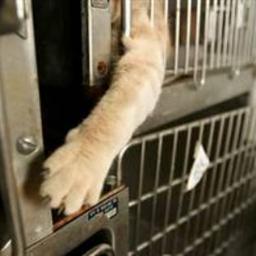 stopanimaltest1's profile picture. The aim of this page is to inform people about animal testing. Animals need a voice and we can give it to them!
