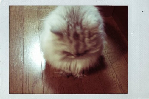 小さな事からコツコツと！ZIPP好き 、猫好き、坂嫌い