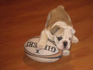 jared_harris97's profile picture. Sport lover, #GGMU