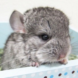 ChinTubeHD's profile picture. Follow to get updates on Soju, Saki, and the Chinchilla Family.  Tweets will also be posted when videos are uploaded to the ChinTubeHD YouTube channel!