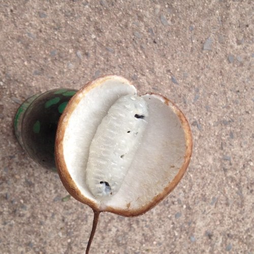 skbae2's profile picture. 誠勤是寶 성근시보