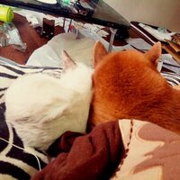 冨永哲也 (@tnkg) 's Twitter Profile