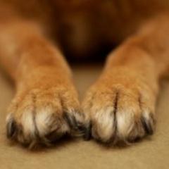 ArraLoren's profile picture. Art and Dogs... and Just have fun!!

...... while i'm drawing