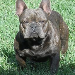 Lil Hummer is a solid blue  male (No Markings)
AKC French Bulldog available for stud.

DNA'd d/d ay/a recessive black carrier!