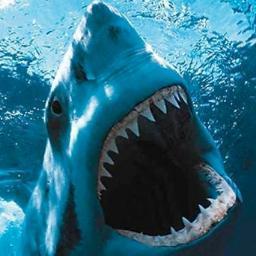 All about wild monster fish