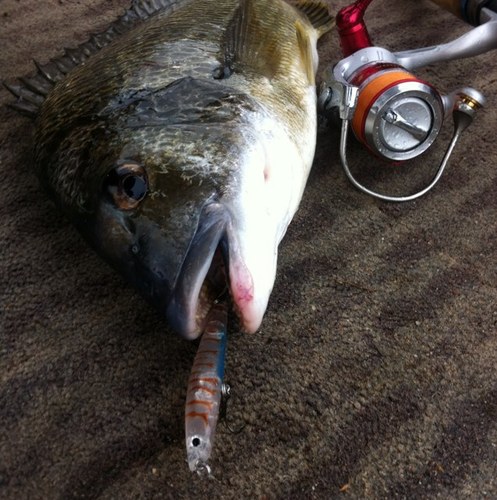 ACT_Fisherman's profile picture. Keen fisherman from Canberra. I chase mainly natives in the urban lakes & estuary species along the coast. Will report my catches & any news I stumble across.