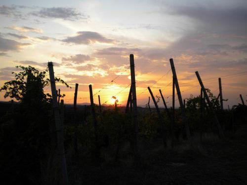 La Buca è un'azienda situata sui colli Piacentini, produce con passione e dedizione vini DOC tipici, mirando ad un'altissima qualità, valorizzando la genuinità.