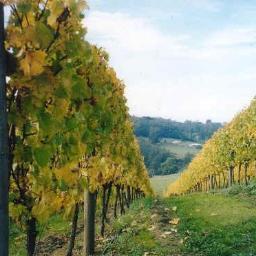 schandler_'s profile picture. 