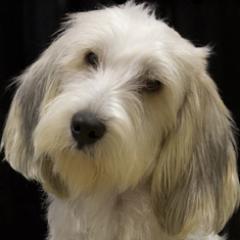 Woof!  I’m the VP of K9 Communications for @Iams @Eukanuba @InnovaPet @CalNatPet @EVOPetFood. I serve as master spokesdog to K9's worldwide!