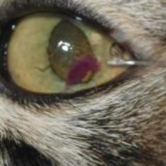 Consultoria en medicina felina en español. Todo sobre gatos.