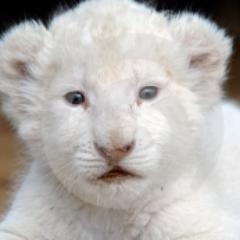 Twitter creado únicamente para las personas que aman a los animales ♥