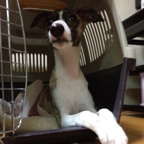 PowerDevice's profile picture. 