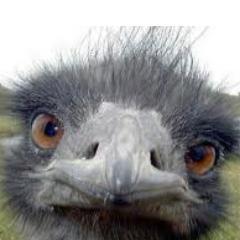 Trace your Animal Face - mobile App