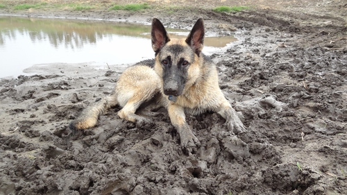 Protector, people lover, treat stealer, stuffed animal shredder German Shepherd Dog. And did I mention I like to get dirty.