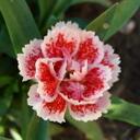 Deb Crawford - @Deb_at_ICU - Twitter