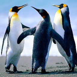 arteenoie's profile picture. bikinis, underwear, swimwear, Lingeris