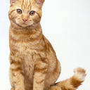 Archie Cat - @GingerArchie - Twitter