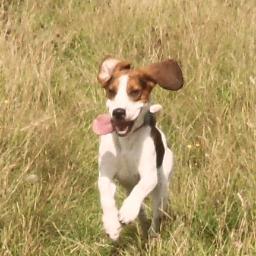 The coolest Beagle in the World!