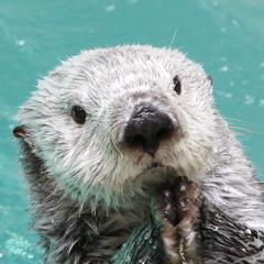 ワーカホリック系水族館好き打楽器奏者🪘
