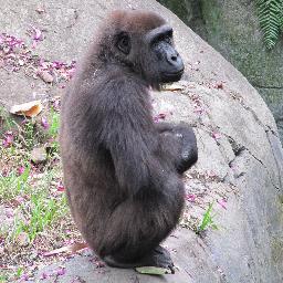 contract9's profile picture. Full time Neanderthal.