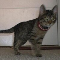 El Gato Tomás (@elgatotomasy) 's Twitter Profile Photo