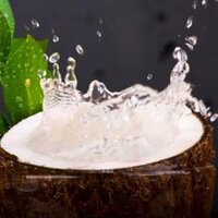 Agua de Coco(@revistaaguacoco) 's Twitter Profile Photo