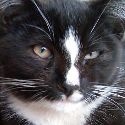 Love black and white (cats)- but I don't see the world that way- I see beautiful colors.