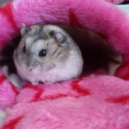 k_kaori0326's profile picture. ＃千葉ロッテマリーンズ ＃ダーツライブ ＃バレーボール #BABYMETAL #ラストアイドル ＃ラーメン ＃ポケベガ復活希望