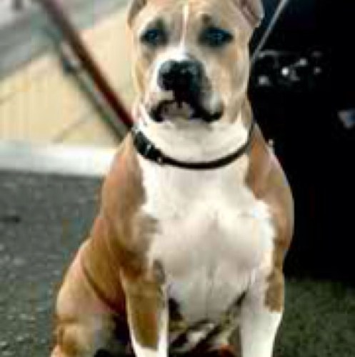 selimnaili's profile picture. 