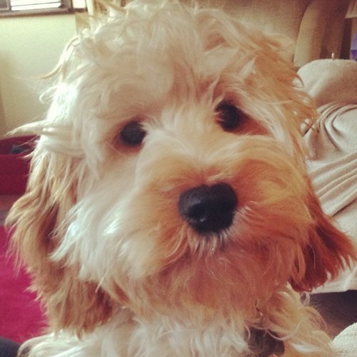 Bailey_Cockapoo's profile picture. I'm sisfur to @BuddyCockapoo!