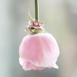 picperfect67's profile picture. Photographe de mariage et lifestyle, in love with photography