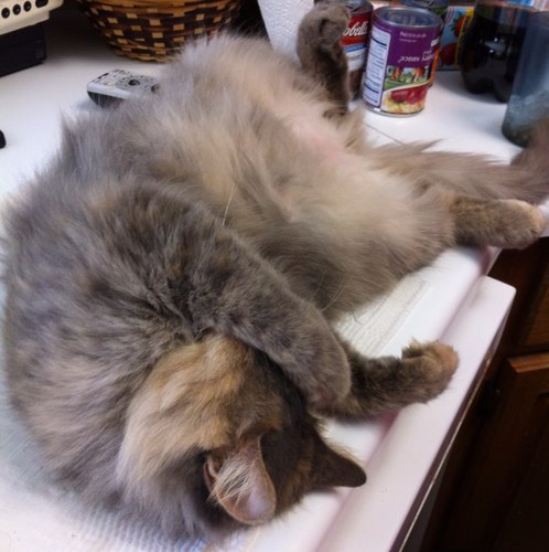 Guyswithcatprob's profile picture. Guys love cats too