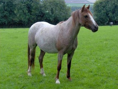 ROUAN, Poil au Dents = Désigne la robe du CHEVAL présentant des zones de 3 POILS mélangés noirs blancs rougeâtres   
Rouanné, POIL AU NEZ  = Qualifie le cheval