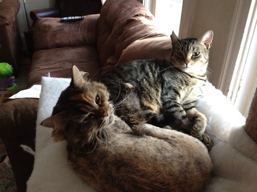 NanKel221's profile picture. I am a stay at home mom with a two year old daughter. I like to read, play on the computer, write and text!