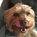 Michael Pyper (@snifferpyper) Twitter profile photo