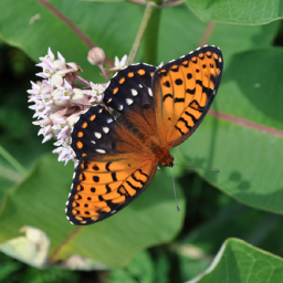 nativegrassland's profile picture. Creators of a model to restore native biodiversity of watershed ecosystems and reverse process of extinction of species. https://t.co/K2rLhCWJSw