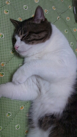 ユメは、ネコでもあり、息子でもあります。