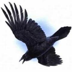 Tri2Mend's profile picture. The Purple Llama Panda.