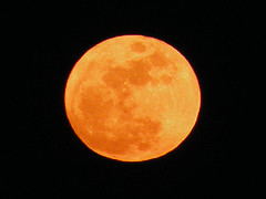 Team_OrangeMoon's profile picture. We Are The Fastest Growing Team Build On The Internet.