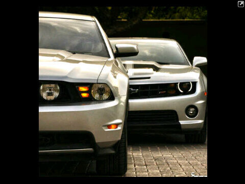 WolfSalman's profile picture. كبرياء تاج راسي