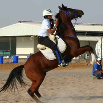 •Emirati Horseman With Big Dreams 🇦🇪 •Owner of City Equestrian Club 🐎